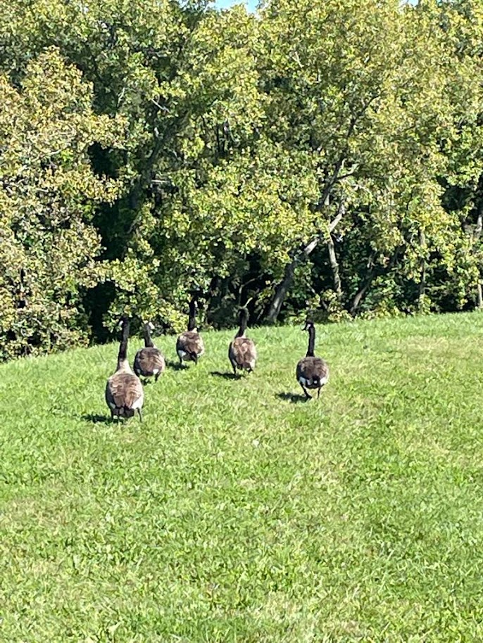 geese walking